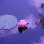 lotus, natural, water
